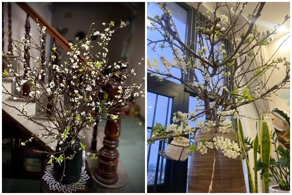 View - Cành mận trái mùa bán rầm rộ chợ mạng, chị em đua nhau đặt | Báo Tri thức và Cuộc sống - TIN TỨC PHỔ BIẾN KIẾN THỨC 24H