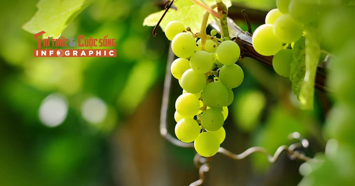 View - [INFOGRAPHIC] Giống nho "quý tộc" trồng thành công tại Việt Nam | Báo Tri thức và Cuộc sống - TIN TỨC PHỔ BIẾN KIẾN THỨC 24H