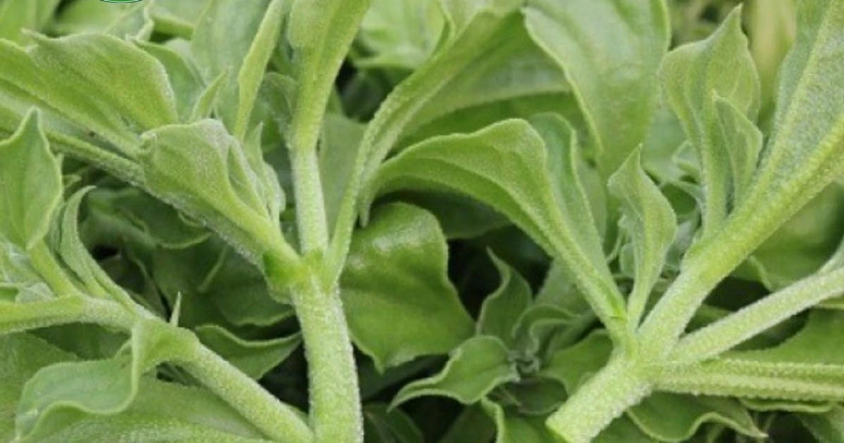 View - Loại rau "đắt như thịt bò" 300.000 đồng/kg vẫn hút khách | Báo Tri thức và Cuộc sống - TIN TỨC PHỔ BIẾN KIẾN THỨC 24H