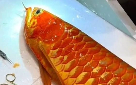 View - Cá rồng được trả gần 4 tỷ, chủ nhân quyết không bán | Báo Tri thức và Cuộc sống - TIN TỨC PHỔ BIẾN KIẾN THỨC 24H