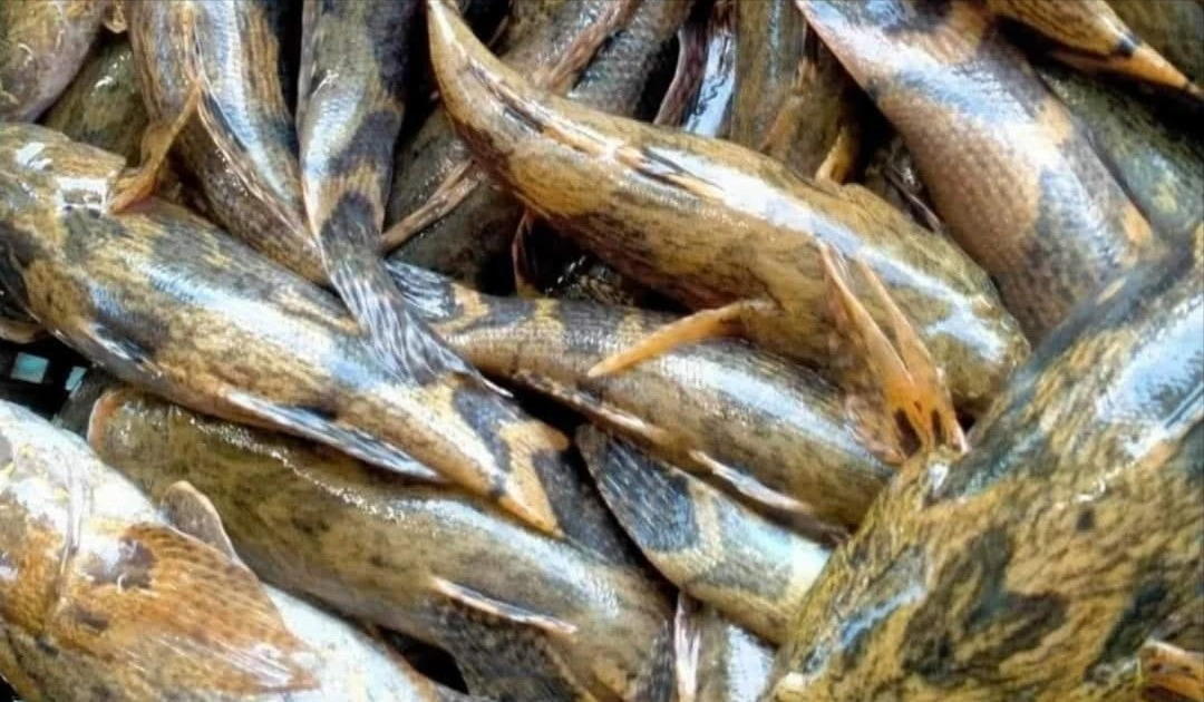 Loại cá nhìn tối thui, nửa triệu đồng/kg vẫn 'đắt như tôm tươi'