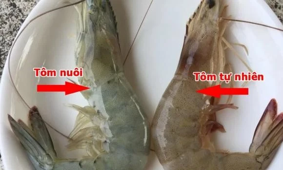 View - Bật mí cách phân biệt tôm nuôi và tôm tự nhiên | Báo Tri thức và Cuộc sống - TIN TỨC PHỔ BIẾN KIẾN THỨC 24H