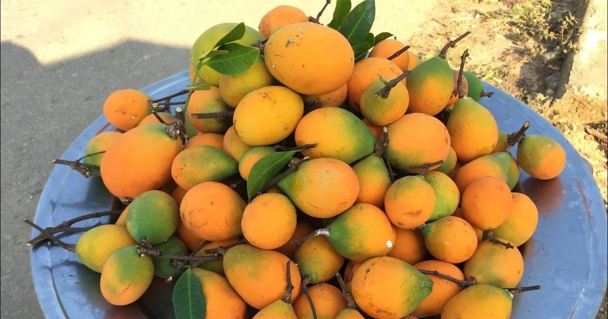 View - Quả dại trong rừng từng "bị bỏ quên" nay đắt hơn nho Mỹ | Báo Tri thức và Cuộc sống - TIN TỨC PHỔ BIẾN KIẾN THỨC 24H