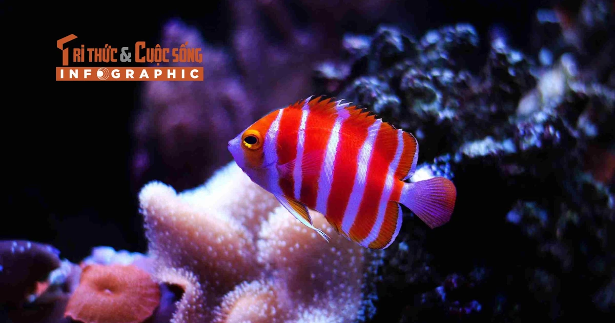 View - [INFOGRAPHIC] 5 loài cá cảnh đắt nhất thế giới 2025 | Báo Tri thức và Cuộc sống - TIN TỨC PHỔ BIẾN KIẾN THỨC 24H