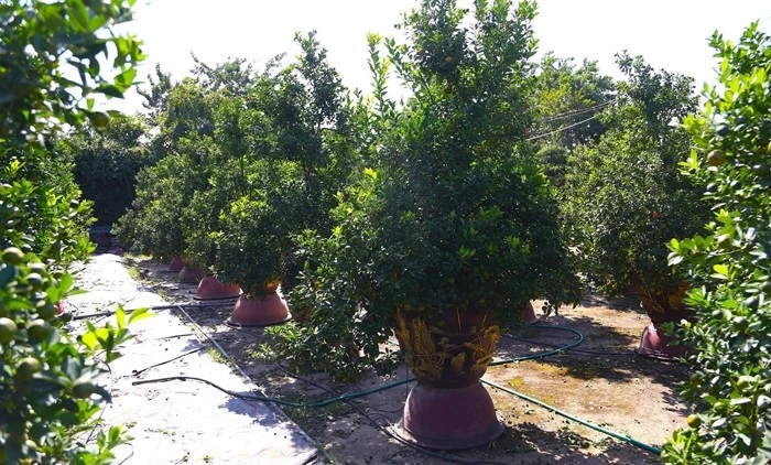 View - Chưa đến Tết Bính Ngọ, khách đến tận vườn đặt cọc quất cảnh | Báo Tri thức và Cuộc sống - TIN TỨC PHỔ BIẾN KIẾN THỨC 24H