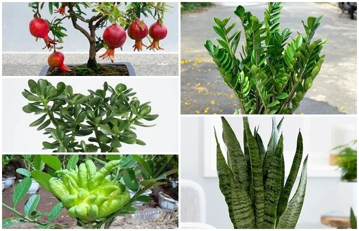 View - 5 loại cây trồng trong nhà như "nam châm hút lộc" | Báo Tri thức và Cuộc sống - TIN TỨC PHỔ BIẾN KIẾN THỨC 24H