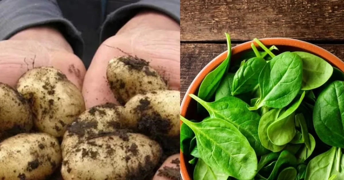 View - Bất ngờ 5 loại rau "đắt hơn vàng" chỉ dành cho nhà giàu | Báo Tri thức và Cuộc sống - TIN TỨC PHỔ BIẾN KIẾN THỨC 24H