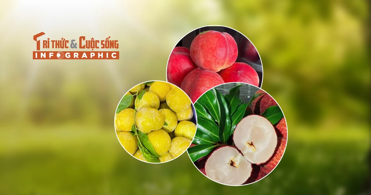 View - [INFOGRAPHIC] 3 loại quả Trung Quốc đắt đỏ hút khách Việt | Báo Tri thức và Cuộc sống - TIN TỨC PHỔ BIẾN KIẾN THỨC 24H