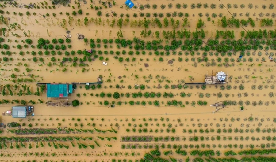 View -  Đào Nhật Tân, quất Tứ Liên chìm trong nước, chủ vườn lo mất Tết | Báo Tri thức và Cuộc sống - TIN TỨC PHỔ BIẾN KIẾN THỨC 24H