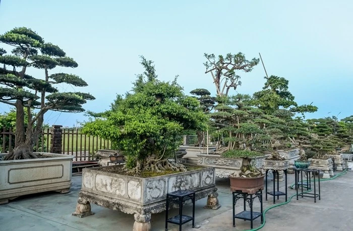 View - Bên trong làng cây cảnh 800 năm tuổi nức tiếng ở Ninh Bình | Báo Tri thức và Cuộc sống - TIN TỨC PHỔ BIẾN KIẾN THỨC 24H