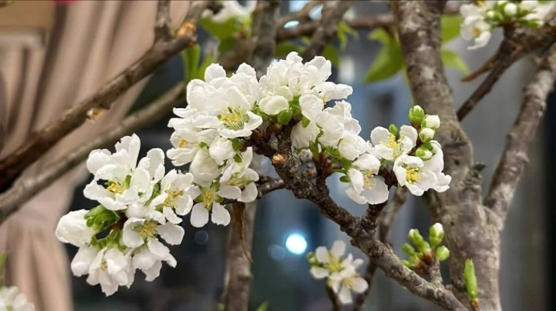 View - Mận rừng xuống phố 'ngóng' khách chơi Tết sớm | Báo Tri thức và Cuộc sống - TIN TỨC PHỔ BIẾN KIẾN THỨC 24H