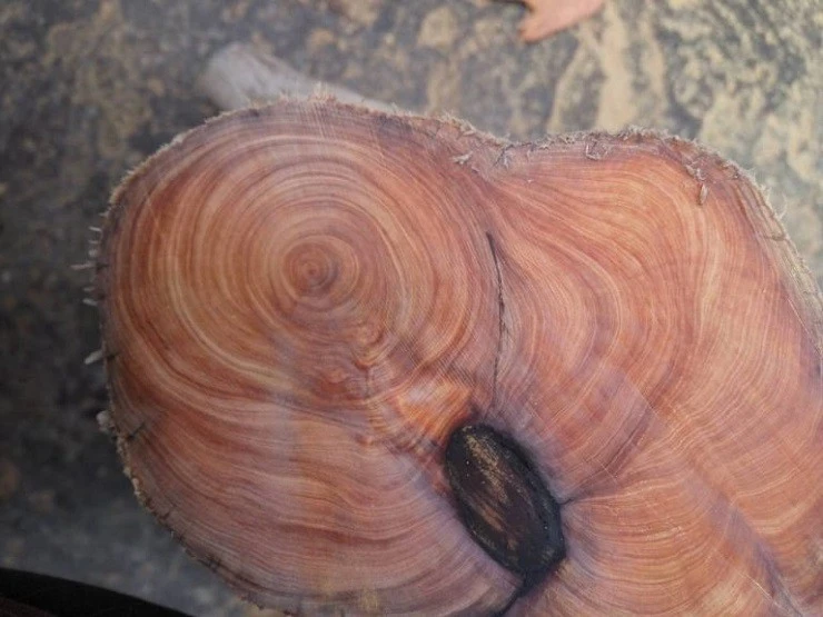 View - Tận thấy loại gỗ thơm nghìn năm, đắt bậc nhất thế giới | Báo Tri thức và Cuộc sống - TIN TỨC PHỔ BIẾN KIẾN THỨC 24H