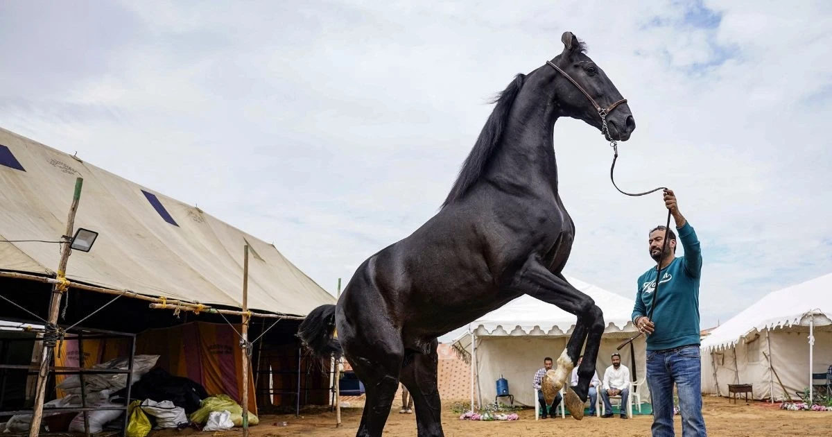 Gallery - Tận thấy chú ngựa màu đen giá gần 45 tỷ đồng | Báo Tri thức và Cuộc sống - TIN TỨC PHỔ BIẾN KIẾN THỨC 24H