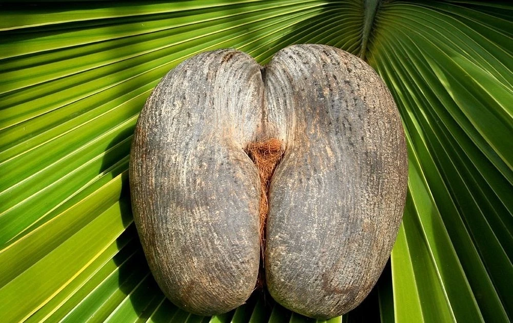 View - Sự thật về loại hạt khổng lồ sắp tuyệt chủng, 71 triệu đồng/hạt | Báo Tri thức và Cuộc sống - TIN TỨC PHỔ BIẾN KIẾN THỨC 24H