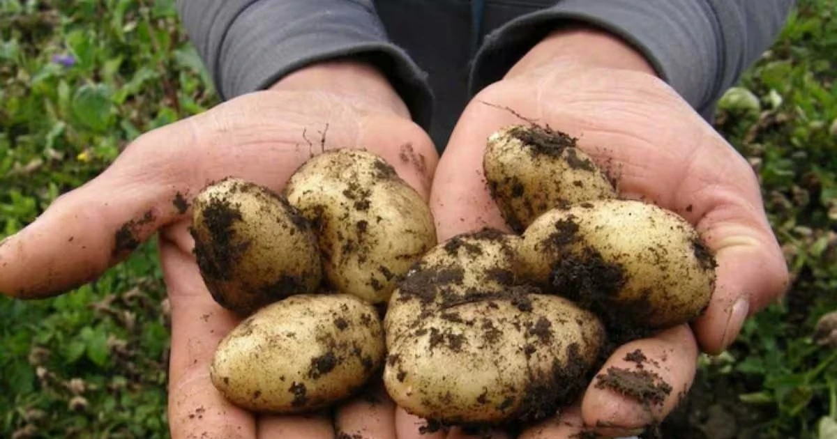 Khám phá khoai tây đắt nhất thế giới gần 30 triệu đồng/kg