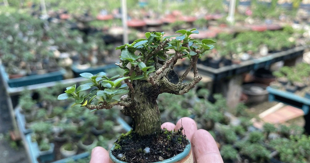 View - 'Mỏi mắt' ngắm bonsai mini đẹp say lòng | Báo Tri thức và Cuộc sống - TIN TỨC PHỔ BIẾN KIẾN THỨC 24H
