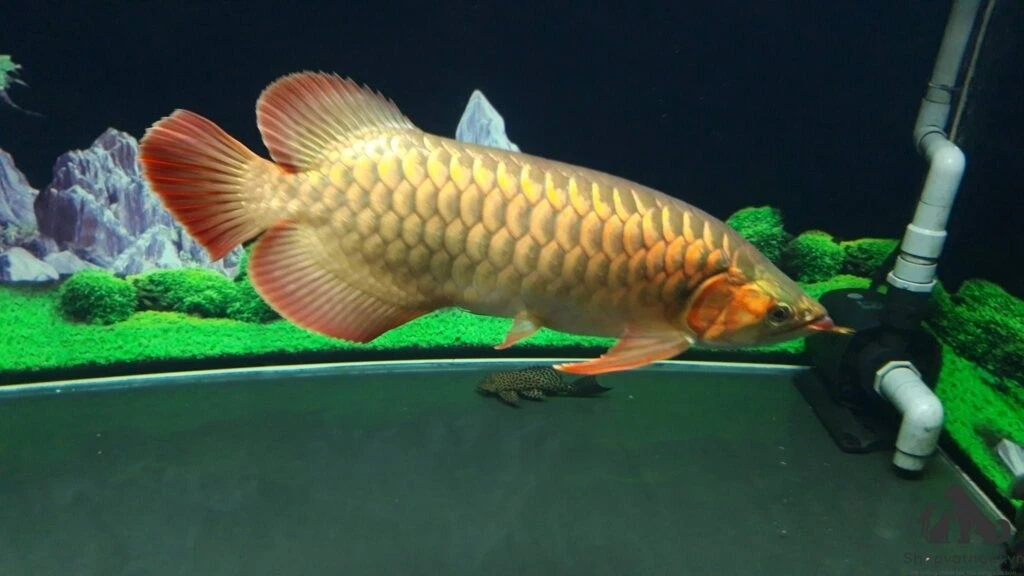 View - Sự thật chưa từng hé lộ về loài cá đắt hơn cả siêu xe | Báo Tri thức và Cuộc sống - TIN TỨC PHỔ BIẾN KIẾN THỨC 24H