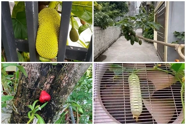 View - Muôn kiểu kết trái ngang ngược nhất Việt Nam, chủ khóc ròng | Báo Tri thức và Cuộc sống - TIN TỨC PHỔ BIẾN KIẾN THỨC 24H