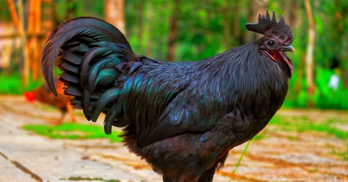 View - Kỳ lạ giống gà đen như than, hơn 60 triệu đồng một con | Báo Tri thức và Cuộc sống - TIN TỨC PHỔ BIẾN KIẾN THỨC 24H