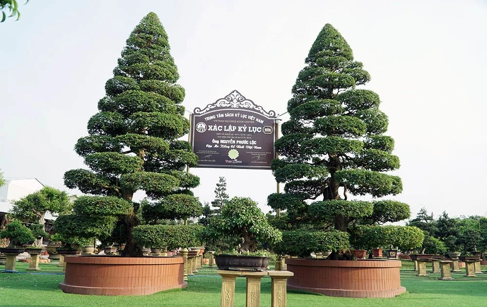 View - Cận cảnh cặp me kiểng cổ nhất Việt Nam được định giá 25 tỷ đồng | Báo Tri thức và Cuộc sống - TIN TỨC PHỔ BIẾN KIẾN THỨC 24H