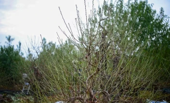 View - Nhà vườn Nhật Tân tất bật tuốt lá đào chuẩn bị cho Tết Nguyên đán | Báo Tri thức và Cuộc sống - TIN TỨC PHỔ BIẾN KIẾN THỨC 24H