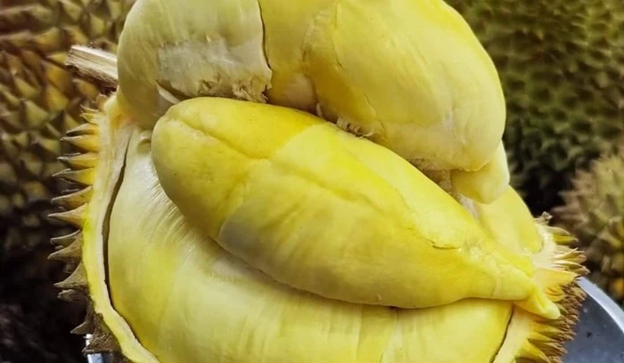 View - Sầu riêng vào vụ chỗ vài chục, nơi cả trăm nghìn đồng/kg | Báo Tri thức và Cuộc sống - TIN TỨC PHỔ BIẾN KIẾN THỨC 24H