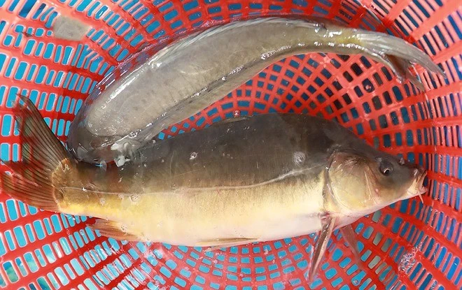 View - Loại cá xưa bị “ghẻ lạnh” nay hơn nửa triệu đồng mỗi con | Báo Tri thức và Cuộc sống - TIN TỨC PHỔ BIẾN KIẾN THỨC 24H