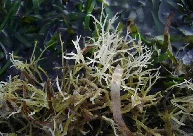 View - Rau dại mọc lên từ đá, 800.000 đồng/kg hút khách | Báo Tri thức và Cuộc sống - TIN TỨC PHỔ BIẾN KIẾN THỨC 24H