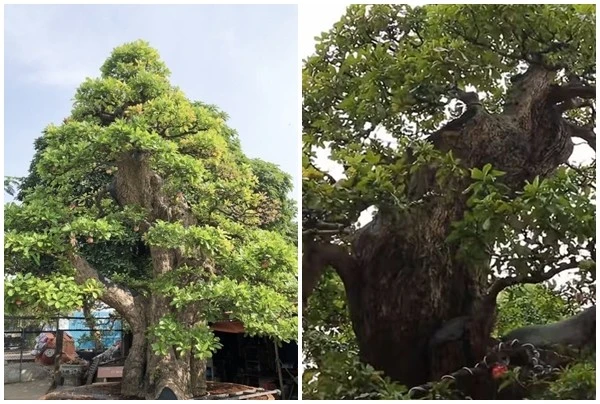 View - Cây lộc vừng được định giá 120 tỷ đồng đẹp cỡ nào? | Báo Tri thức và Cuộc sống - TIN TỨC PHỔ BIẾN KIẾN THỨC 24H