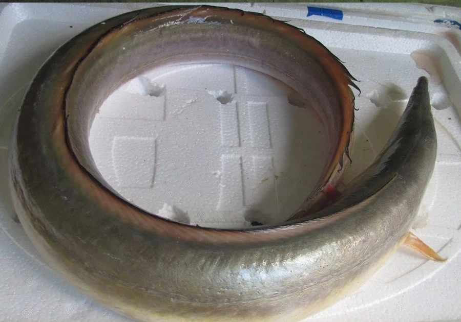 View - "Sững sờ" loài cá dài 2 mét gần 10 triệu một kg | Báo Tri thức và Cuộc sống - TIN TỨC PHỔ BIẾN KIẾN THỨC 24H