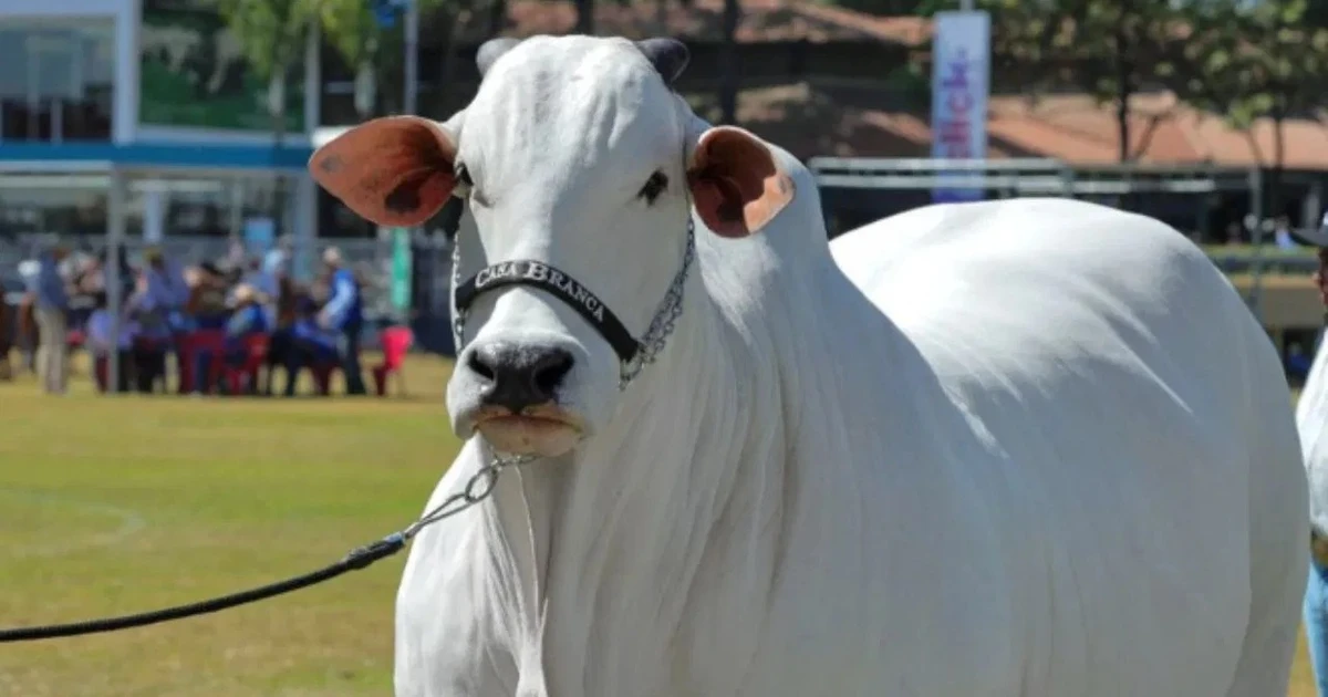 Gallery - Điều ít biết về con bò giá hơn 100 tỷ đồng | Báo Tri thức và Cuộc sống - TIN TỨC PHỔ BIẾN KIẾN THỨC 24H