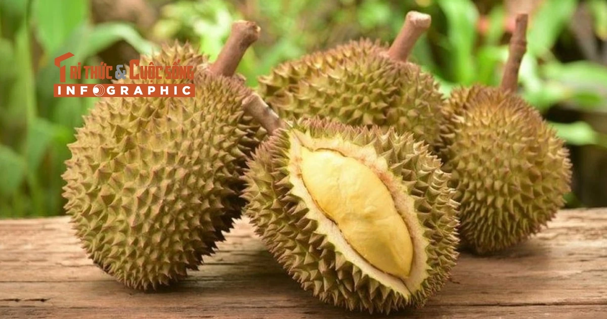 View - [INFOGRAPHIC] Sầu riêng đắt nhất thế giới hơn 1 tỷ đồng/trái | Báo Tri thức và Cuộc sống - TIN TỨC PHỔ BIẾN KIẾN THỨC 24H