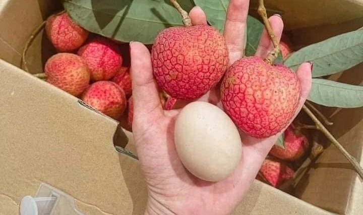 View - Loại vải hơn 10.000 đồng/quả vẫn "cháy hàng" ngon cỡ nào? | Báo Tri thức và Cuộc sống - TIN TỨC PHỔ BIẾN KIẾN THỨC 24H