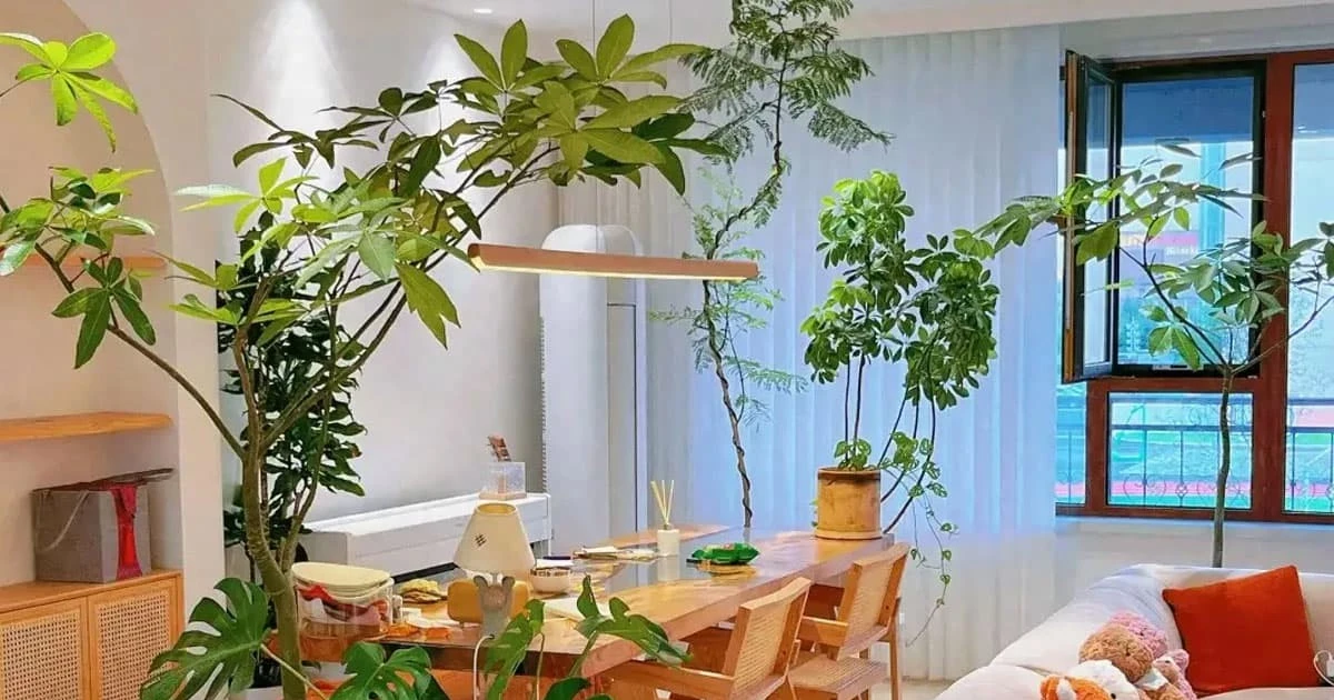 View - Cổ nhân dặn 'Phòng khách có 3 cây, mười nhà chín giàu' | Báo Tri thức và Cuộc sống - TIN TỨC PHỔ BIẾN KIẾN THỨC 24H