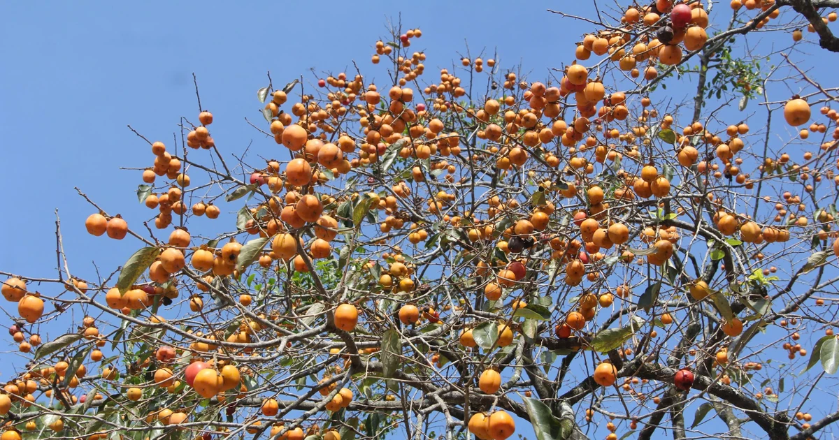 View - Vườn hồng cổ Nam Anh – điểm nhấn du lịch trên quê hương Bác Hồ | Báo Tri thức và Cuộc sống - TIN TỨC PHỔ BIẾN KIẾN THỨC 24H