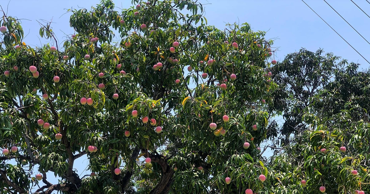 View - Tận mục cây xoài cổ thụ được ca ngợi đẹp nhất Việt Nam | Báo Tri thức và Cuộc sống - TIN TỨC PHỔ BIẾN KIẾN THỨC 24H