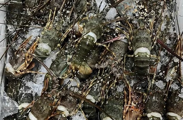 Sự thật tôm hùm mini giá 10.000 đồng/con | Báo Tri thức và Cuộc sống ...