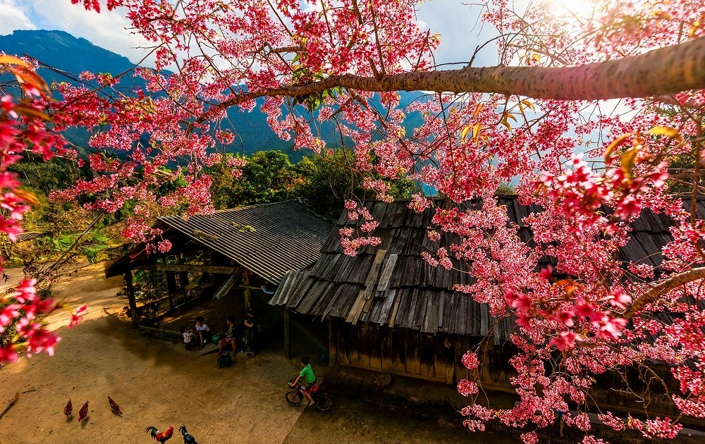 View - Sắc anh đào bừng sáng núi rừng nơi biên viễn xứ Nghệ | Báo Tri thức và Cuộc sống - TIN TỨC PHỔ BIẾN KIẾN THỨC 24H