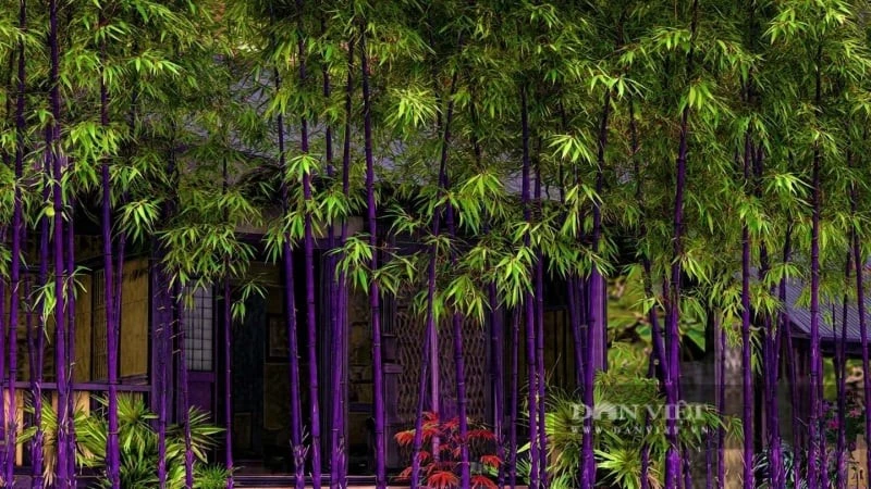 View - Top 4 cây cảnh sang trọng, quý phái... hút may mắn cho gia chủ | Báo Tri thức và Cuộc sống - TIN TỨC PHỔ BIẾN KIẾN THỨC 24H