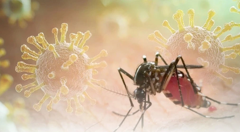 Lâm Đồng tăng cường giám sát, phòng ngừa bệnh Chikungunya