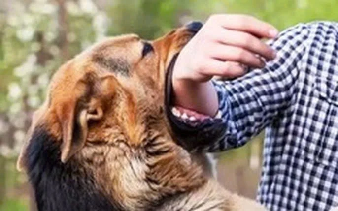Phòng bệnh dại từ thói quen nuôi chó mèo đúng cách