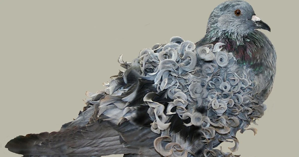 View - Gặp loài bồ câu kỳ lạ nhất thế giới, lông xoăn, thích đi bộ | Báo Tri thức và Cuộc sống - TIN TỨC PHỔ BIẾN KIẾN THỨC 24H