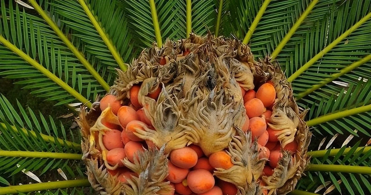 View - Bốn cây cảnh phong thủy giúp nhà chiêu tài giữ lộc trăm năm | Báo Tri thức và Cuộc sống - TIN TỨC PHỔ BIẾN KIẾN THỨC 24H