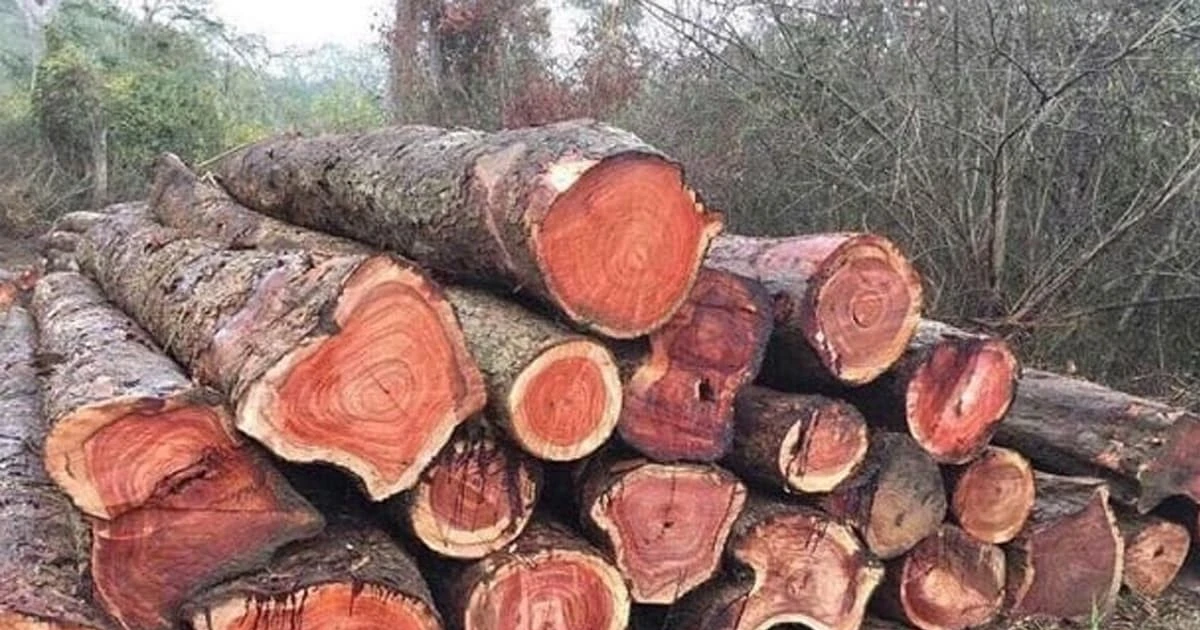 800 năm mới thu hoạch, loại gỗ Việt Nam khiến thế giới sửng sốt