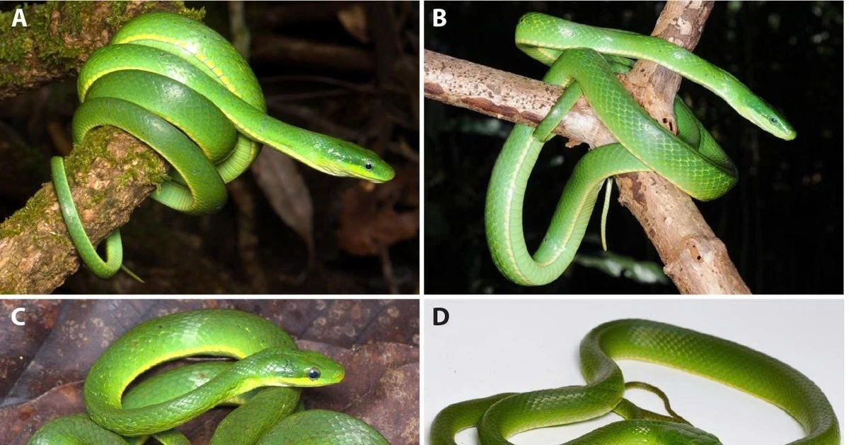 View - Phát hiện ‘Thanh xà Trường Sơn’, loài rắn cây mới tuyệt đẹp | Báo Tri thức và Cuộc sống - TIN TỨC PHỔ BIẾN KIẾN THỨC 24H