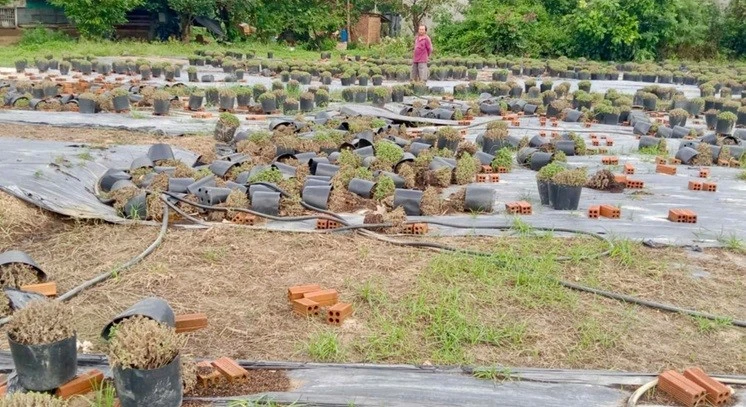 Gallery - Nông dân Khánh Hòa mất trắng vụ hoa cúc Tết sau mưa lũ lịch sử | Báo Tri thức và Cuộc sống - TIN TỨC PHỔ BIẾN KIẾN THỨC 24H