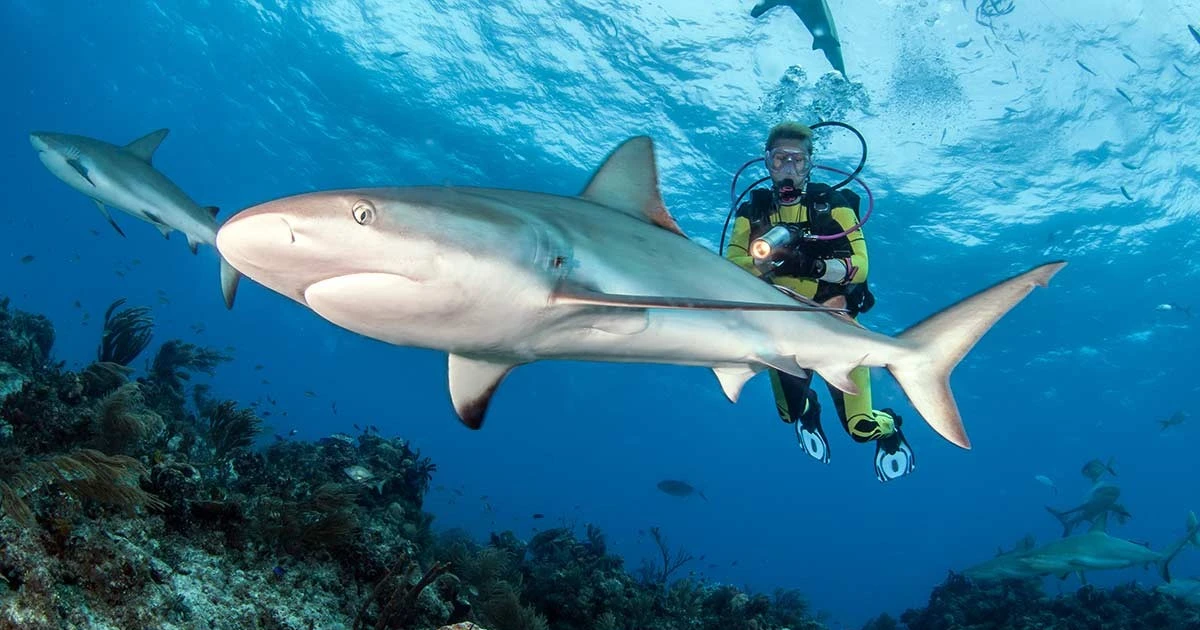 Gallery - Vì sao nhiều cá mập nhiễm cocaine và dược phẩm trong máu? | Báo Tri thức và Cuộc sống - TIN TỨC PHỔ BIẾN KIẾN THỨC 24H