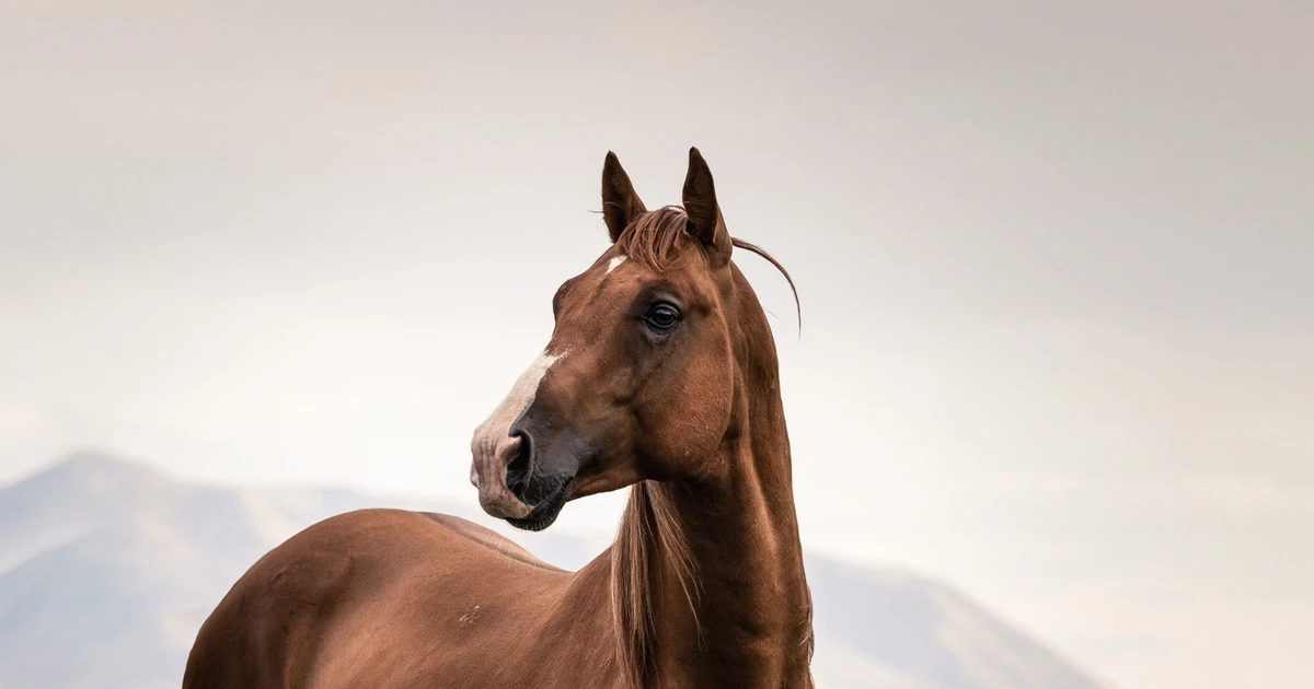 Gallery - Tốc độ kinh ngạc của giống ngựa Karabakh nổi tiếng | Báo Tri thức và Cuộc sống - TIN TỨC PHỔ BIẾN KIẾN THỨC 24H