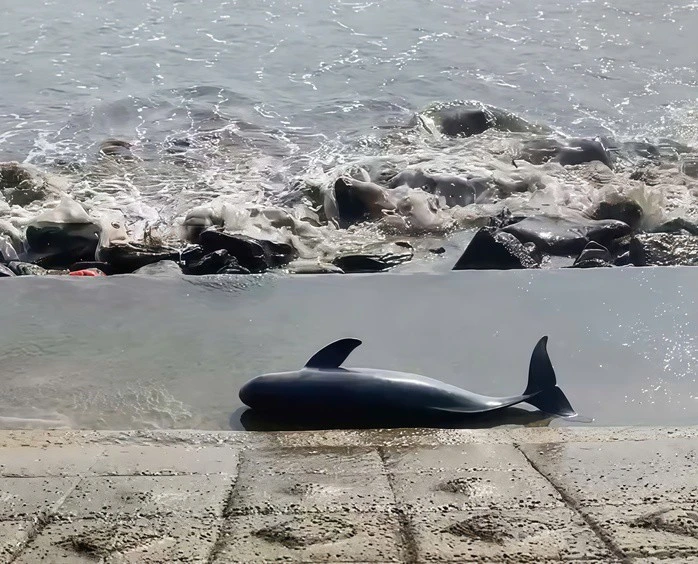 View - Nhiều 'quái ngư' từng dạt vào bờ gây xôn xao | Báo Tri thức và Cuộc sống - TIN TỨC PHỔ BIẾN KIẾN THỨC 24H