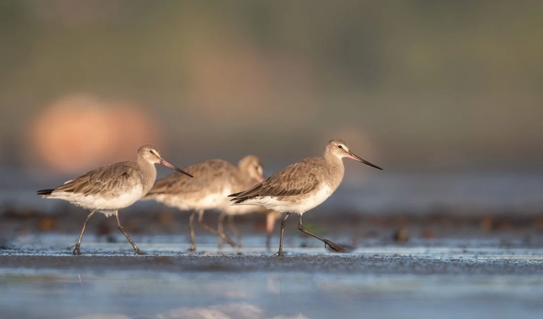 Gallery - Loài chim có thể bay liên tục tới 11.000 km, không cần nghỉ để ăn uống | Báo Tri thức và Cuộc sống - TIN TỨC PHỔ BIẾN KIẾN THỨC 24H